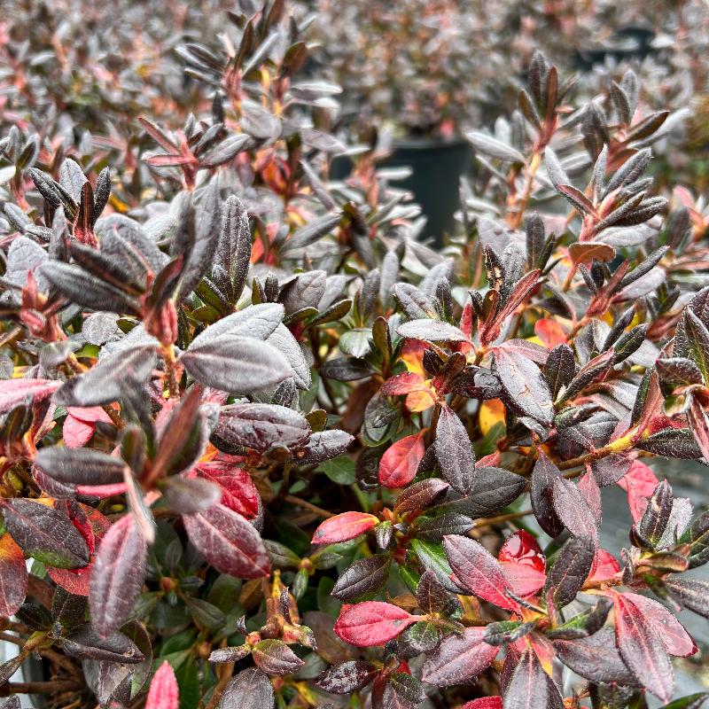 Renee Michelle Azalea with clusters of ruffled pink flowers