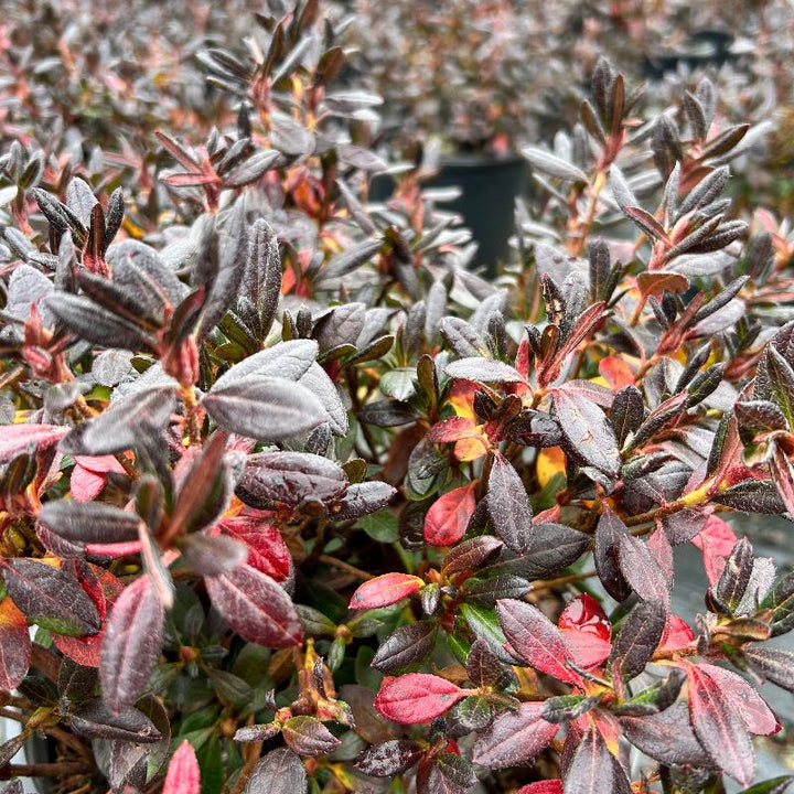 Renee Michelle Azalea with clusters of ruffled pink flowers
