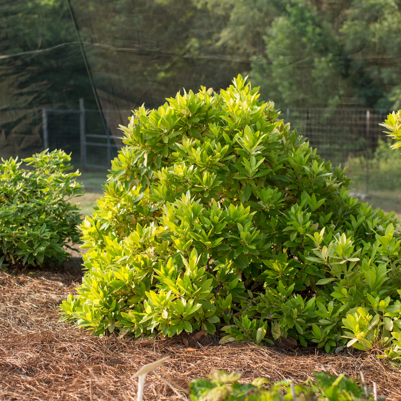 Bananappeal Anise with bright yellow aromatic evergreen foliage