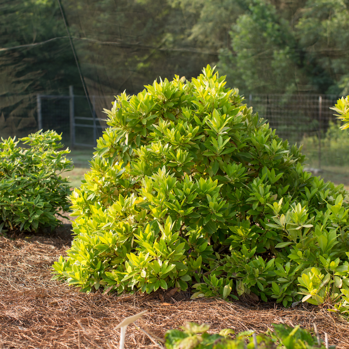Bananappeal Anise with bright yellow aromatic evergreen foliage