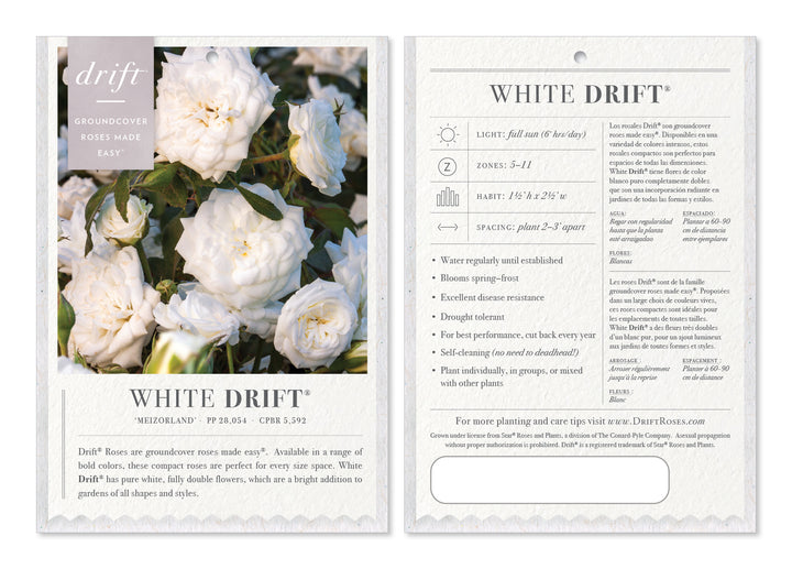 White Drift Rose with pure white double flowers