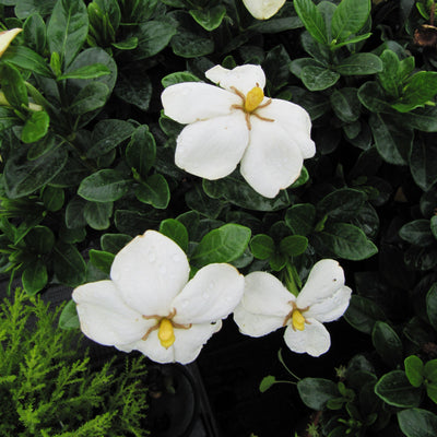 Gardenia jasminoides 'Kleim's Hardy' ~ Kleim's Hardy Gardenia