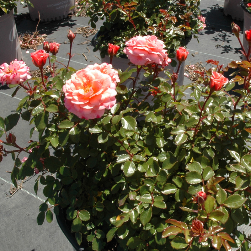 Rosa 'Meimirrot' PP23,354 Apricot Drift® Rose GoBuyPlants