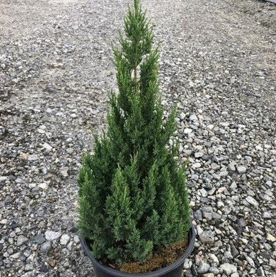 Blue Point Juniper