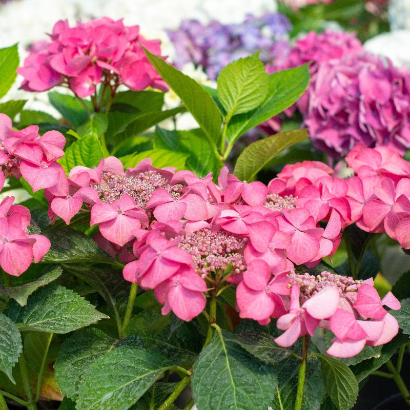 Hydrangea Macrophylla Bailmacsix ~ Endless Summer® Pop Star® Hydrang