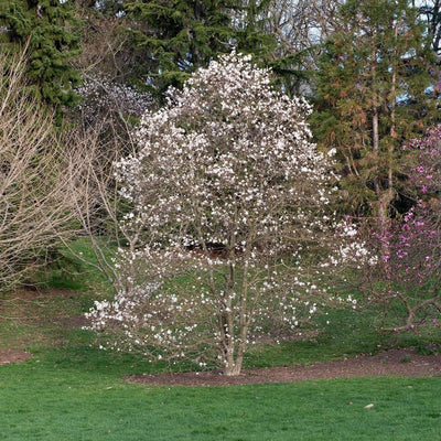Magnolia stellata 'Centennial' ~ Centennial Star Magnolia