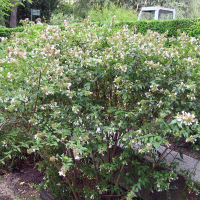 Abelia x grandiflora ~ Glossy Abelia