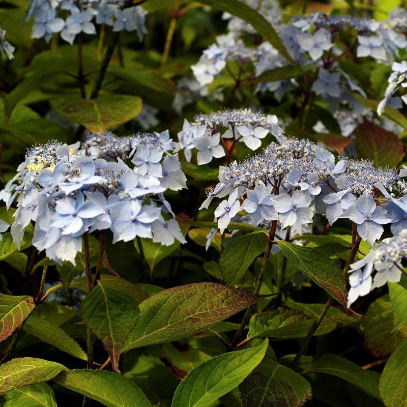 Hydrangea macrophylla 'Blue Deckle' ~ Blue Deckle Hydrangea