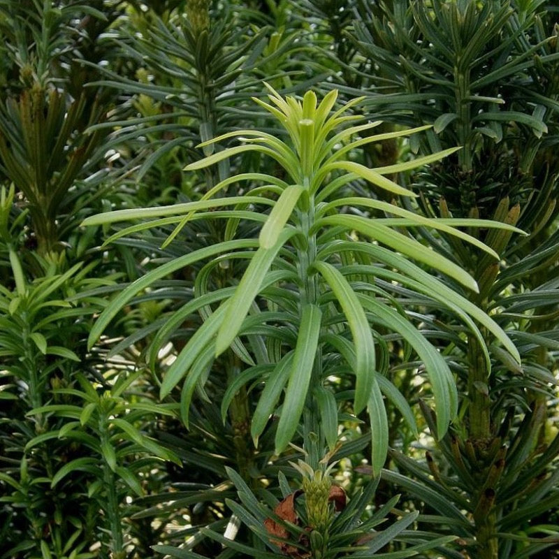 Cephalotaxus harringtonia 'Fastigiata' ~ Upright Japanese Plum Yew