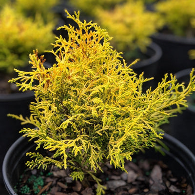 Chamaecyparis pisifera 'King's Gold' ~ King's Gold Falsecypress