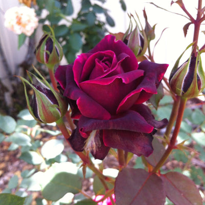 Rosa x 'GRAnib' PP31742 ~ Echo® Brindabella™ Crimson Knight Rose