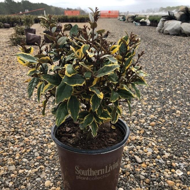 Elaeagnus x ebbingei ‘Viveleg’ Olive Martini™ Elaeagnus, Oleaster GoBuyPlants