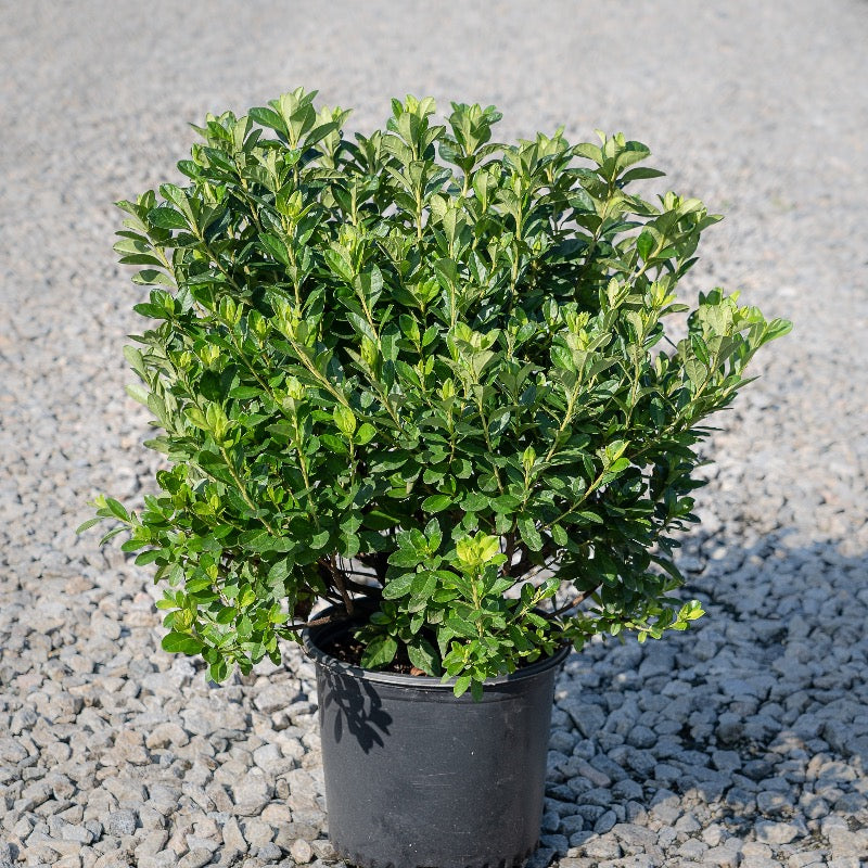 Rhododendron ‘Pink Ruffle’ ~ ‘Pink Ruffle’ Azalea – GoBuyPlants