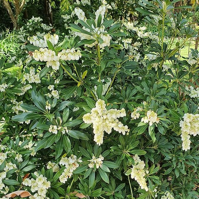 Pieris japonica ‘Planow’ ~  Mountain™ Snow Pieris