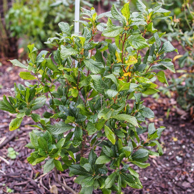 Clethra alnifolia 'Ruby Spice' ~ Ruby Spice Summersweet