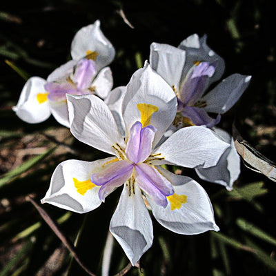 Dietes grandiflora ~ African Butterfly Iris