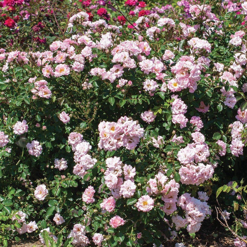 Rosa 'Meifranjin' PP 33,507 ~ Blushing Drift® Rose