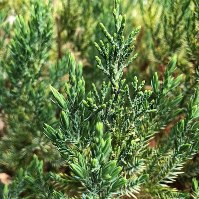 Blue Point Juniper