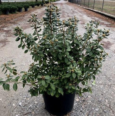 Rhododendron x 'GREARV' ~ Abbey's Re-View® Rhododendron