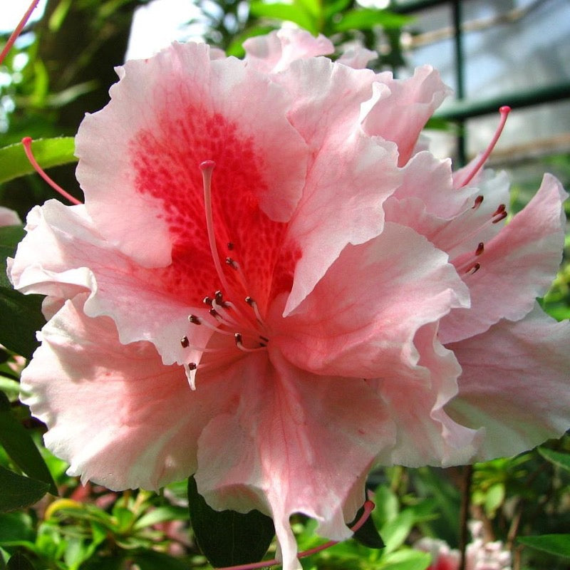 Rhododendron 'Hilda Niblett ~ Hilda Niblett Azalea