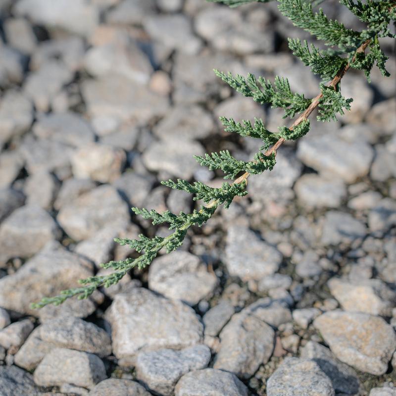 Blue Rug Juniper Tree Juniperus horizontalis 'Wiltonii' ~ Blue Rug Juniper – GoBuyPlants