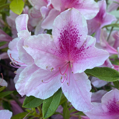 Rhododendron 'George L. Taber' ~ George Taber Azalea