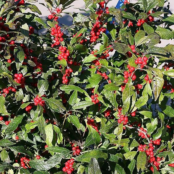 Ilex verticillata 'Winter Red' ~ Winter Red Winterberry