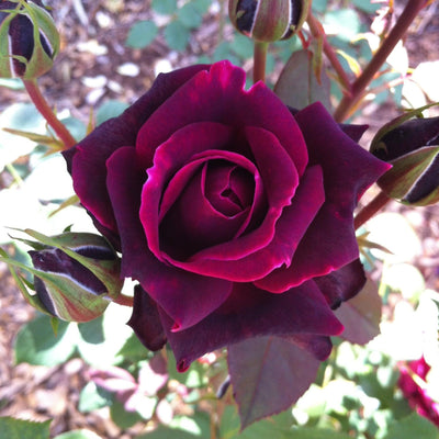 Rosa x 'GRAnib' PP31742 ~ Echo® Brindabella™ Crimson Knight Rose