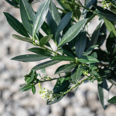 Prunus laurocerasus 'Otto Luyken' ~ Otto Luyken English Laurel