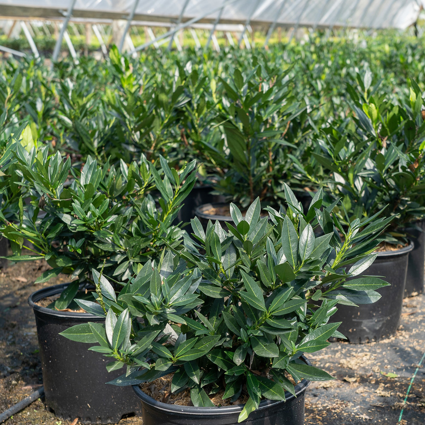 Prunus laurocerasus 'Otto Luyken' ~ Otto Luyken English Laurel