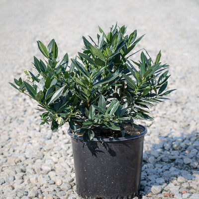 Otto Luyken English Laurel