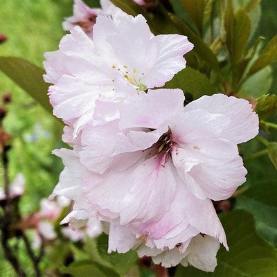 Hibiscus syriacus 'DS04PS' ~ Peppermint Smoothie ™ Rose of Sharon
