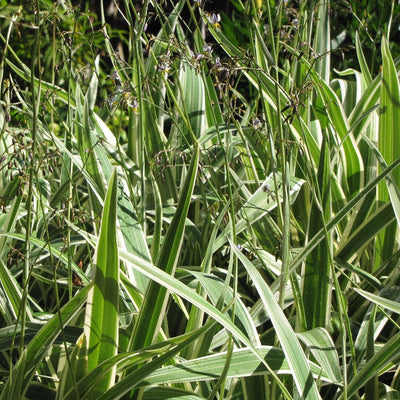 Dianella tasmanica 'Variegata' ~ Variegated Flax Lily