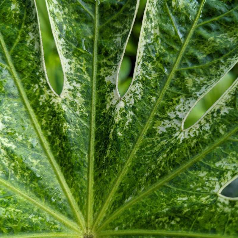 Fatsia japonica 'Spider's Web' ~ Spider's Web Fatsia