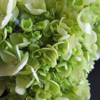 Hydrangea paniculata 'Jane' PP22,330 ~ Proven Winners® Little Lime® Hydrangea