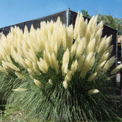 Cortaderia selloana ~ Pampas Grass