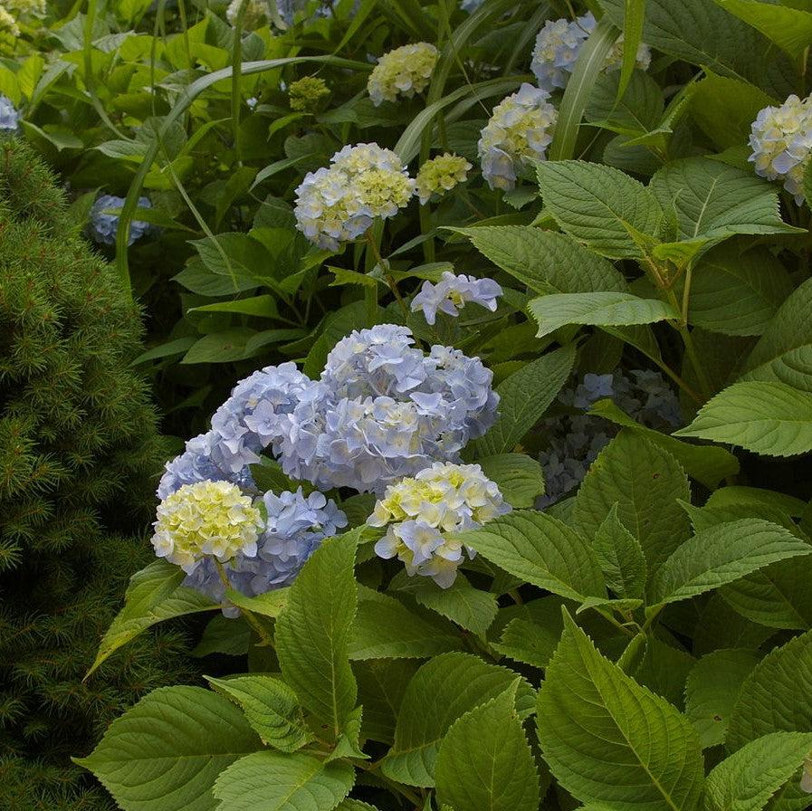 Hydrangea macrophylla 'Dooley ~ Dooley Hydrangea – GoBuyPlants