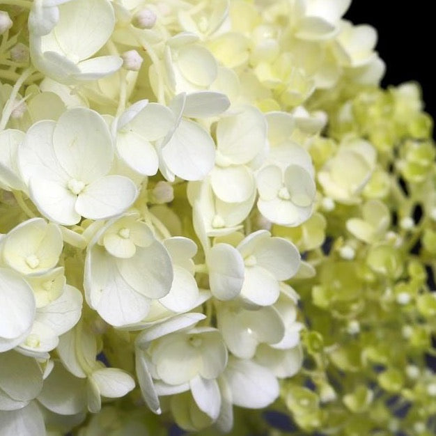 Hydrangea paniculata ‘LeeP1’ PP28973 ~ White Wedding Hydrangea