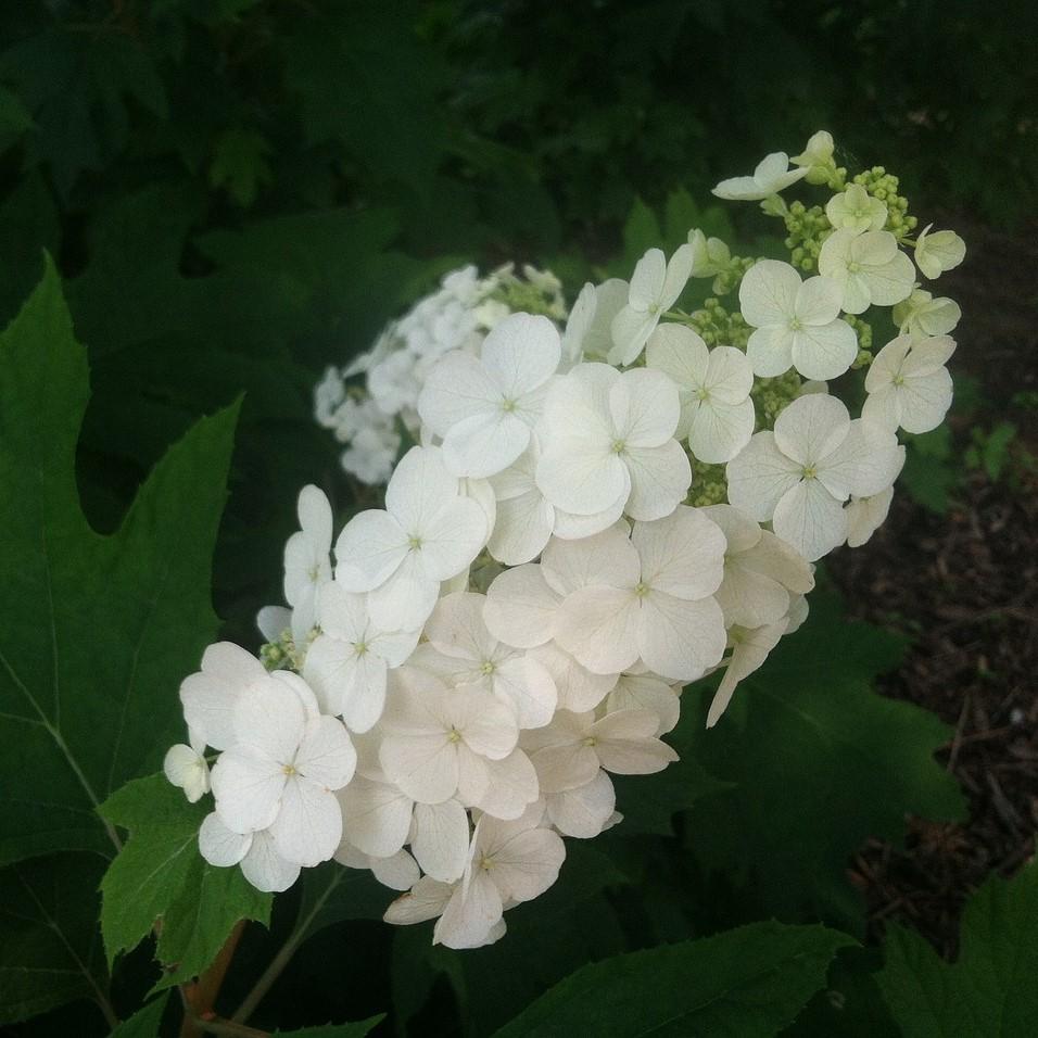 Hydrangea Quercifolia Vaughn s Lillie Vaughn s Lillie Hydrangea 