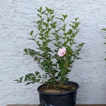 Hibiscus syriacus 'DS02SS' ~ Strawberry Smoothie™ Rose of Sharon