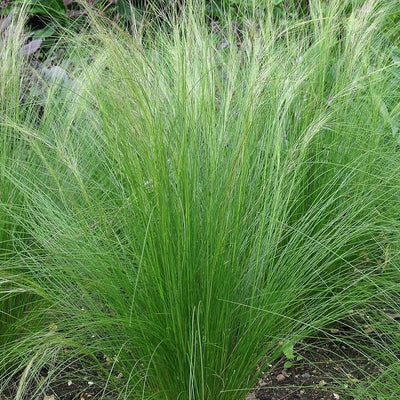 Nassella tenuissima ~ Mexican Feather Grass