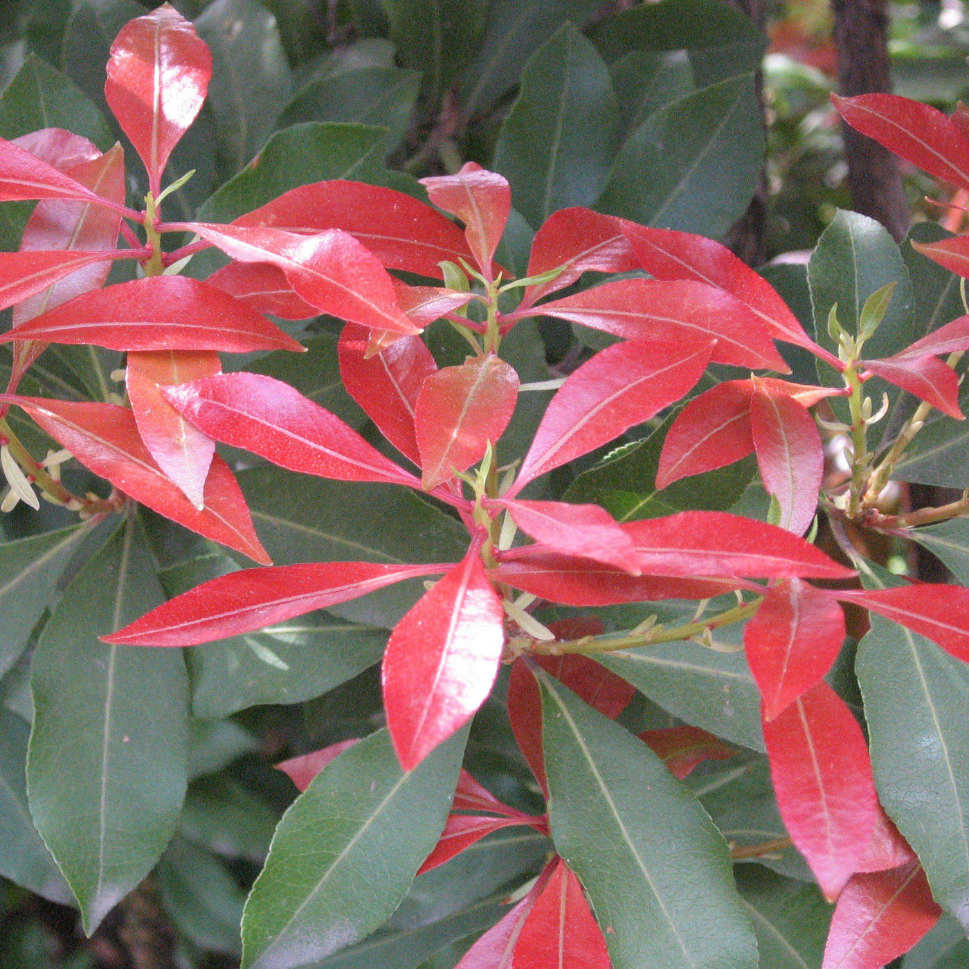 Mountain Fire Pieris