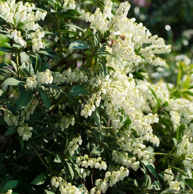 Pieris japonica ‘Planow’ ~  Mountain™ Snow Pieris