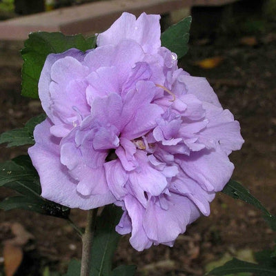 Hibiscus syriacus 'DS01BS' PP26,662 ~ Blueberry Smoothie™ Rose of Sharon