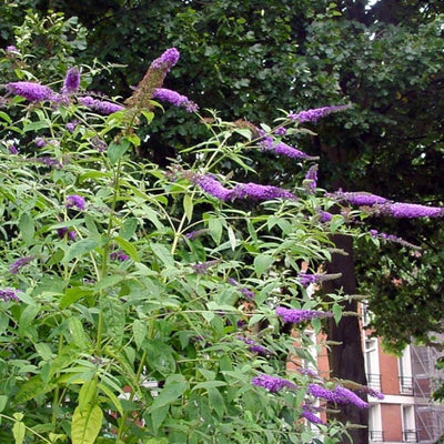 Buddleia 'Purple Haze' ~ Lo & Behold® Purple Haze Butterfly Bush