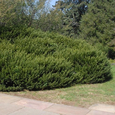 Cephalotaxus harringtonia 'Duke Gardens' ~ Duke Gardens Japanese Plum Yew