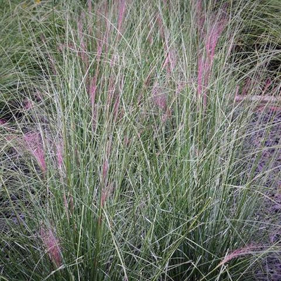 Muhlenbergia capillaris ~ Pink Muhly Grass