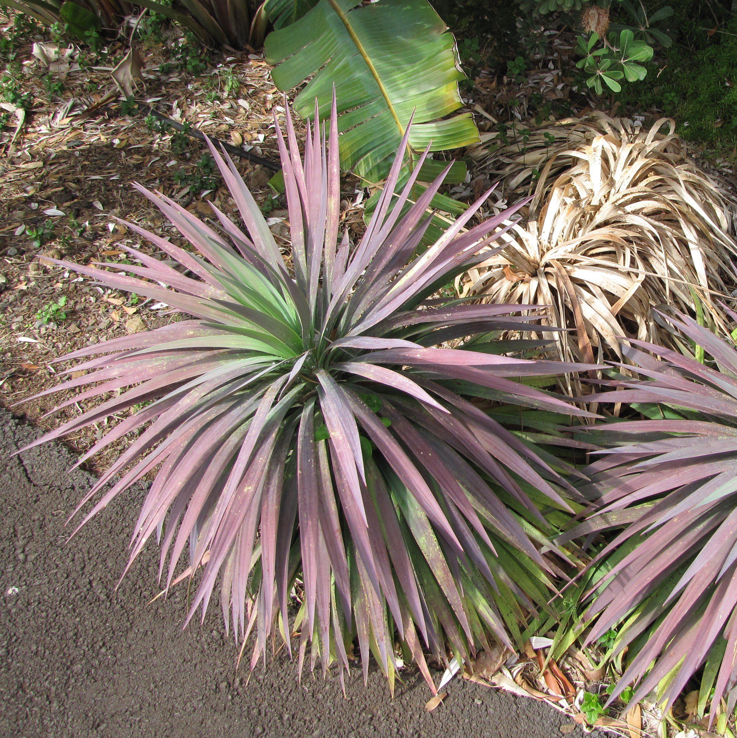 Blue Boy Yucca - Yucca 'Blue Boy' – GoBuyPlants