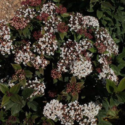 Viburnum tinus 'Spirit' ~ Spirit Viburnum