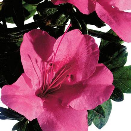 Autumn Carnival™ Encore® Azalea with bright fluorescent-pink flowers and green foliage